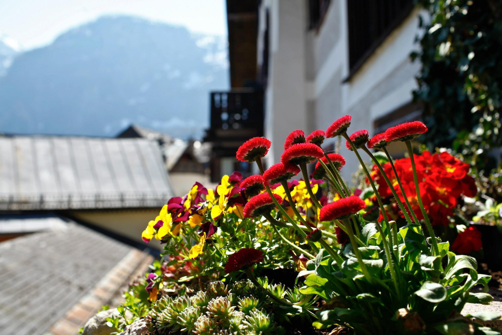 austria-hallstatt-flowers