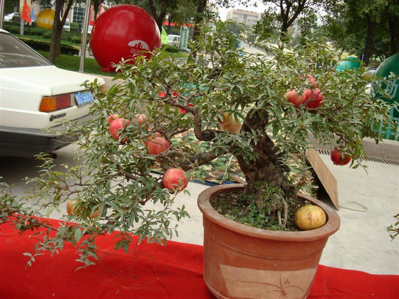 free-shipping-bonsai-tree-pomegranate-seeds-home-plant-delicious-fruit-30pcs-lot