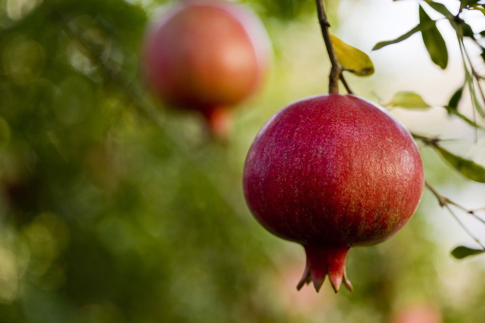 usa--california--san-benito-county--ripe-pomegranates-on-tree-159237544-594ab22d5f9b58d58a2de6b0