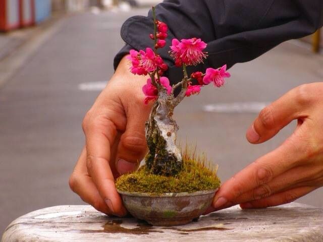 Ngất ngây với 15 chậu hoa bonsai mini siêu đẹp để trang trí nhà dịp Tết - Ảnh 2.