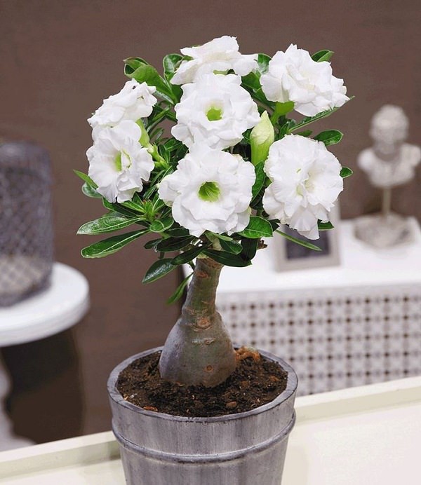 Ngất ngây với 15 chậu hoa bonsai mini siêu đẹp để trang trí nhà dịp Tết - Ảnh 9.