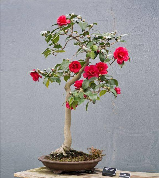 Ngất ngây với 15 chậu hoa bonsai mini siêu đẹp để trang trí nhà dịp Tết - Ảnh 5.