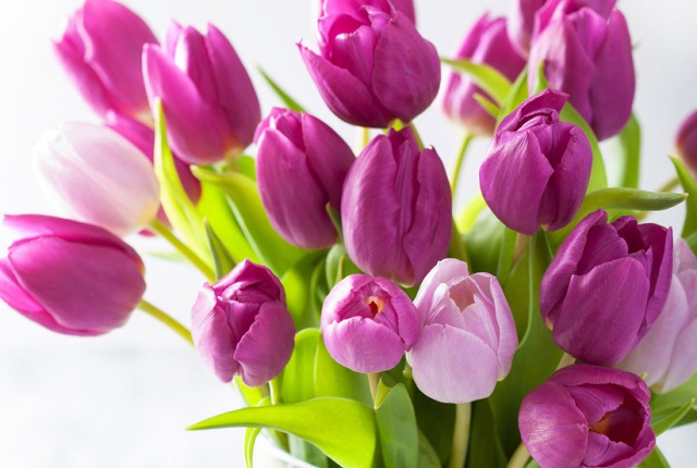 Sở hữu một bình hoa Tulip cực đẹp vào dịp Tết bằng cách trồng từ nước đơn giản như này - Ảnh 2.