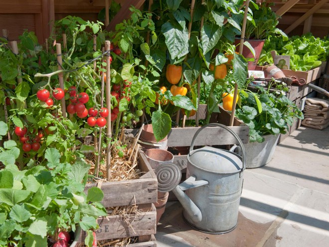10 cách trồng rau quả đẹp như trồng hoa để vừa có rau ăn vừa làm đẹp khu vườn - Ảnh 2.