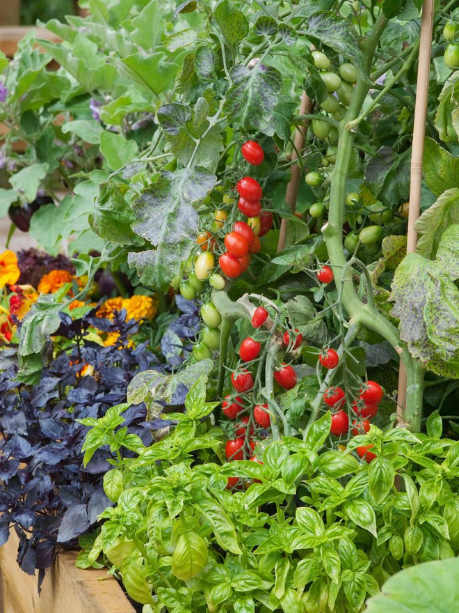10 cách trồng rau quả đẹp như trồng hoa để vừa có rau ăn vừa làm đẹp khu vườn - Ảnh 5.