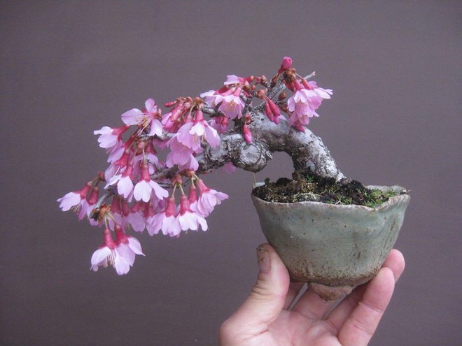 Ngất ngây với 15 chậu hoa bonsai mini siêu đẹp để trang trí nhà dịp Tết - Ảnh 1.