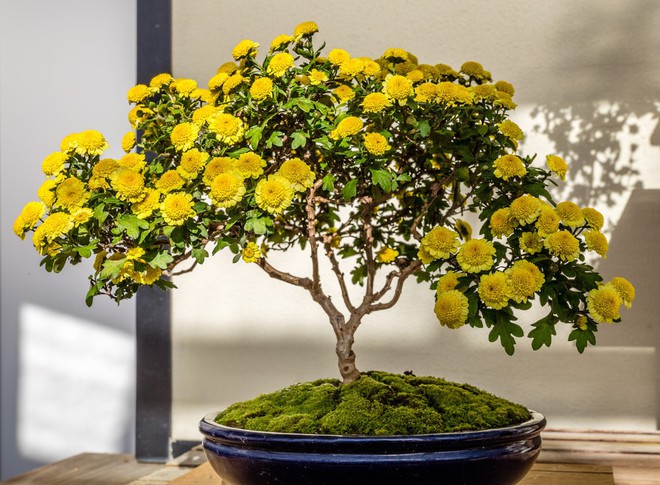 Ngất ngây với 15 chậu hoa bonsai mini siêu đẹp để trang trí nhà dịp Tết - Ảnh 14.