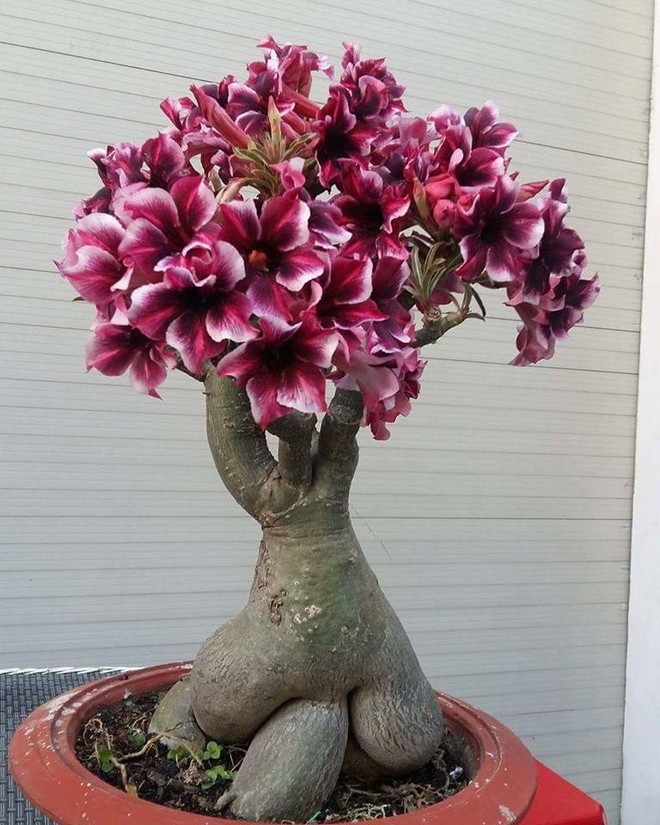 Ngất ngây với 15 chậu hoa bonsai mini siêu đẹp để trang trí nhà dịp Tết - Ảnh 3.