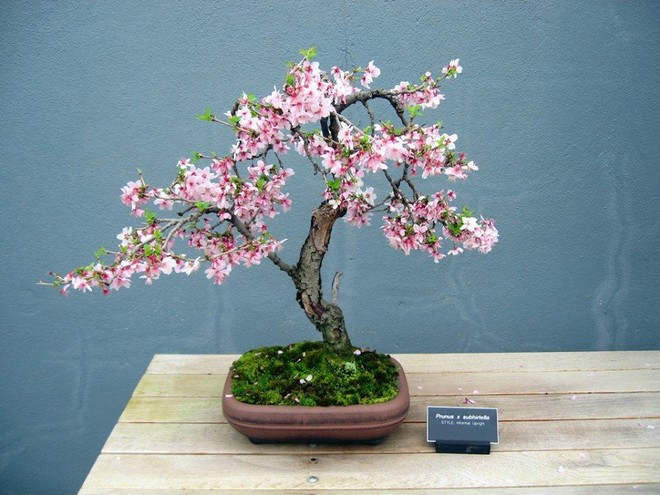 Ngất ngây với 15 chậu hoa bonsai mini siêu đẹp để trang trí nhà dịp Tết - Ảnh 15.