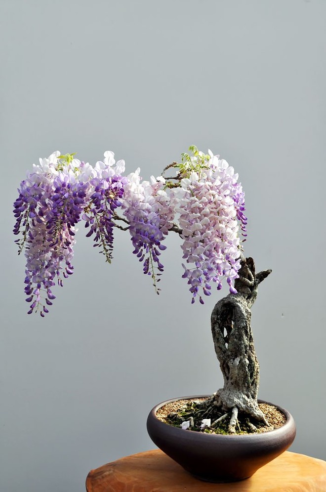 Ngất ngây với 15 chậu hoa bonsai mini siêu đẹp để trang trí nhà dịp Tết - Ảnh 6.