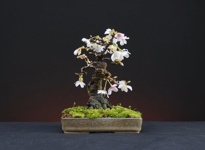 Ngất ngây với 15 chậu hoa bonsai mini siêu đẹp để trang trí nhà dịp Tết - Ảnh 8.