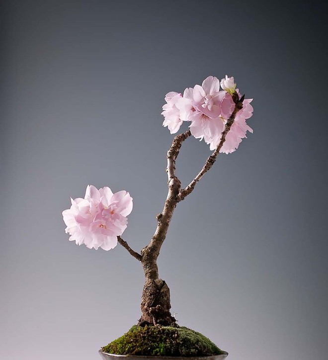Ngất ngây với 15 chậu hoa bonsai mini siêu đẹp để trang trí nhà dịp Tết - Ảnh 11.