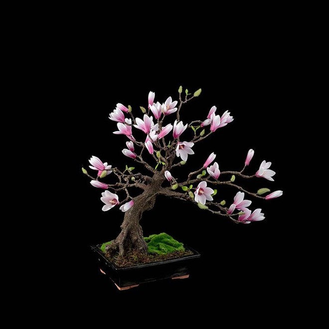 Ngất ngây với 15 chậu hoa bonsai mini siêu đẹp để trang trí nhà dịp Tết - Ảnh 12.
