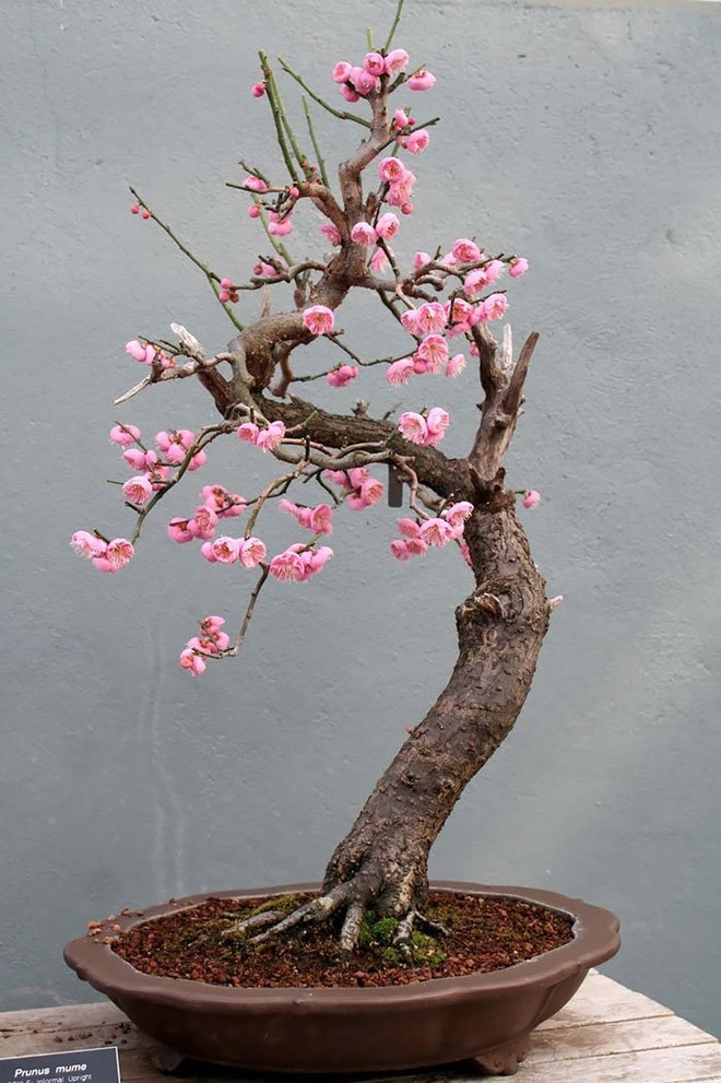 Ngất ngây với 15 chậu hoa bonsai mini siêu đẹp để trang trí nhà dịp Tết - Ảnh 13.