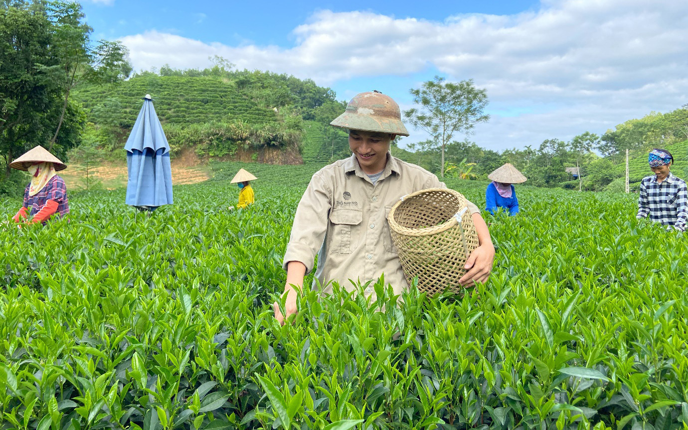 Thứ trà xanh làm từ cây chè sống nửa thế kỷ ở Thái Nguyên, giữ trọn hương vị truyền thống, ai uống cũng mê