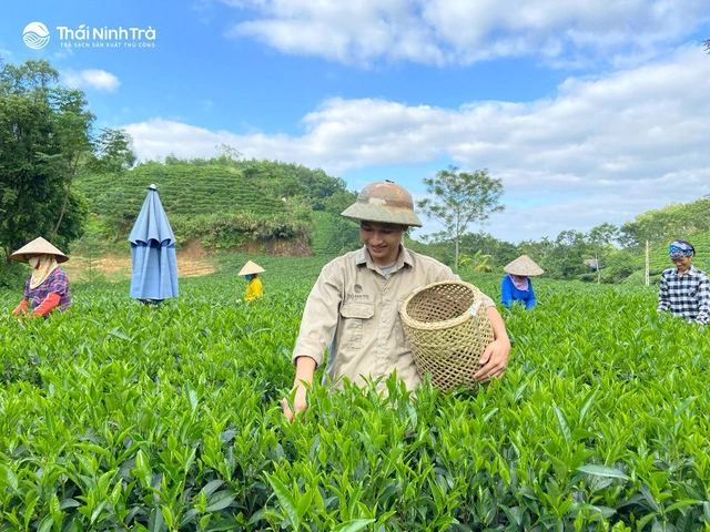 Thứ trà xanh làm từ cây chè sống nửa thế kỷ ở Thái Nguyên, giữ trọn hương vị truyền thống, ai uống cũng mê - Ảnh 1.