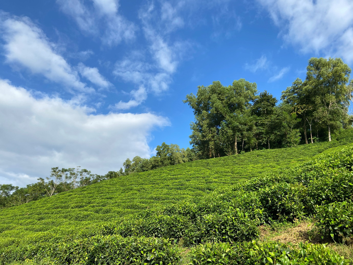 Thứ trà xanh làm từ cây chè sống nửa thế kỷ ở Thái Nguyên, giữ trọn hương vị truyền thống, ai uống cũng mê - Ảnh 2.