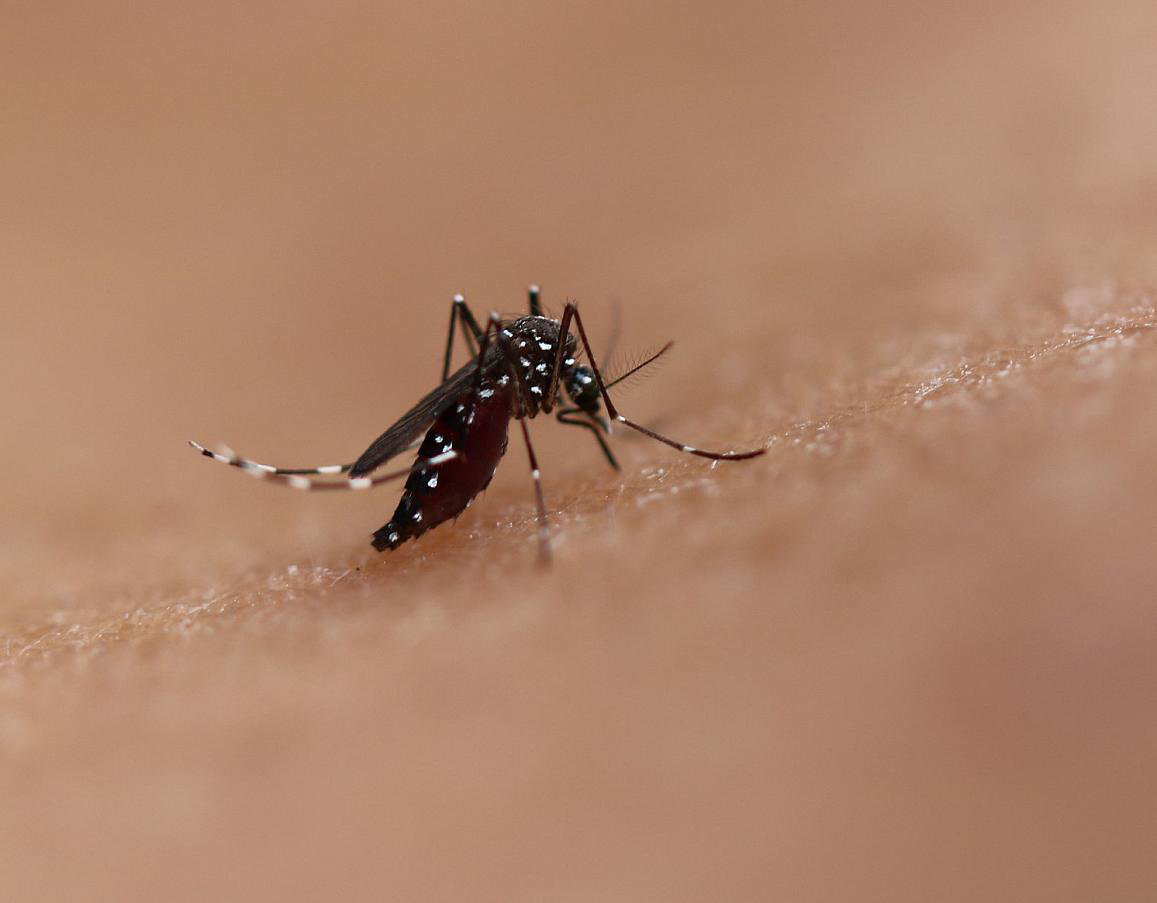 Chủ động phòng chống muỗi và các dịch bệnh do muỗi với chiến dịch 3 không - Ảnh 1.