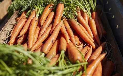 Chuyện củ cà rốt hữu cơ (organic):  Món ăn dặm đầu tiên phổ biến của trẻ em châu Âu