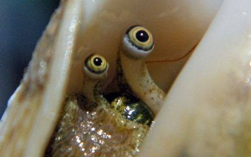 Đôi mắt nhìn đời của ốc xà cừ có 1 khả năng kỳ diệu, đến cả "đứt đuôi thoát xác" như thằn lằn cũng phải chào thua!