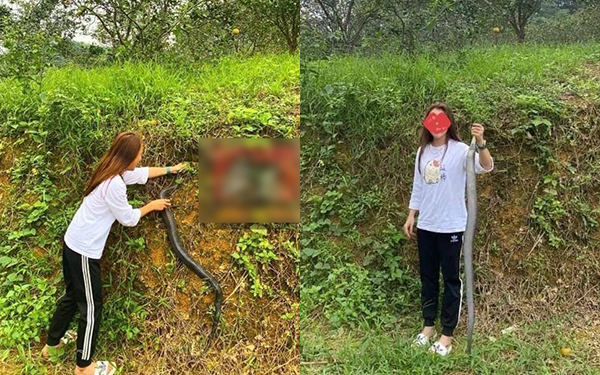 Khiếp đảm cô gái tay không bắt rắn, nghe kể lại quá trình thu phục con vật, ai cũng "mắt chữ A mồm chữ O": Người đâu mà mạnh bạo thế?