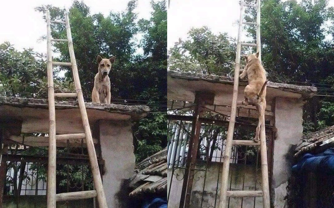 Bị mắng vài câu chú chó leo lên nóc cổng ngồi, nhìn cách đi lên thang làm ai cũng phải tự hỏi &quot;con này chắc thành tinh&quot;?