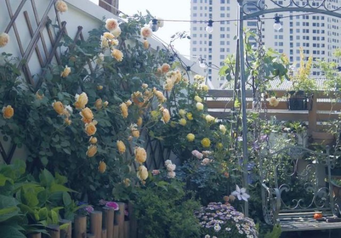 Vì yêu hoa, cô gái xinh như mộng mua ngay căn hộ áp mái để trồng cả vườn hồng trên sân thượng rộng 33m² - Ảnh 2.