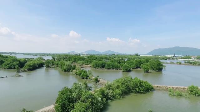 Cộng đồng mạng thi nhau kể chuyện cây xanh và câu chuyện về một chiến dịch ý nghĩa - Ảnh 5.