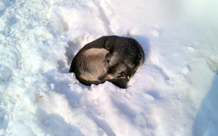 Lái xe ngang con chó hoang nằm co ro giữa trời tuyết, người phụ nữ tiến lại gần kiểm tra liền giật mình với thứ nằm trong lòng nó