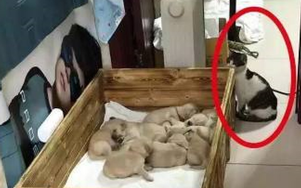Để mèo cưng cùng lũ cún con ở nhà, chủ nhân dắt chó mẹ đi dạo, khi trở về nhìn thấy cảnh tượng &quot;dở khóc dở cười&quot; của các con vật