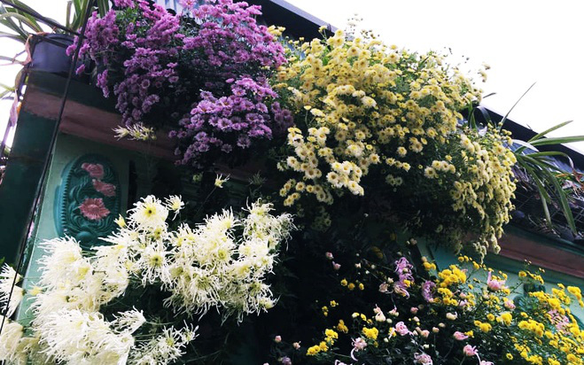 Ngôi nhà ngập tràn sắc màu hoa cúc đẹp lãng mạn của cô giáo phố núi Sơn La