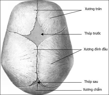 Nhìn thóp của em bé mềm và mỏng manh như thế, ai ngờ được đó lại là yếu tố để theo dõi sức khỏe của trẻ sơ sinh - Ảnh 1.