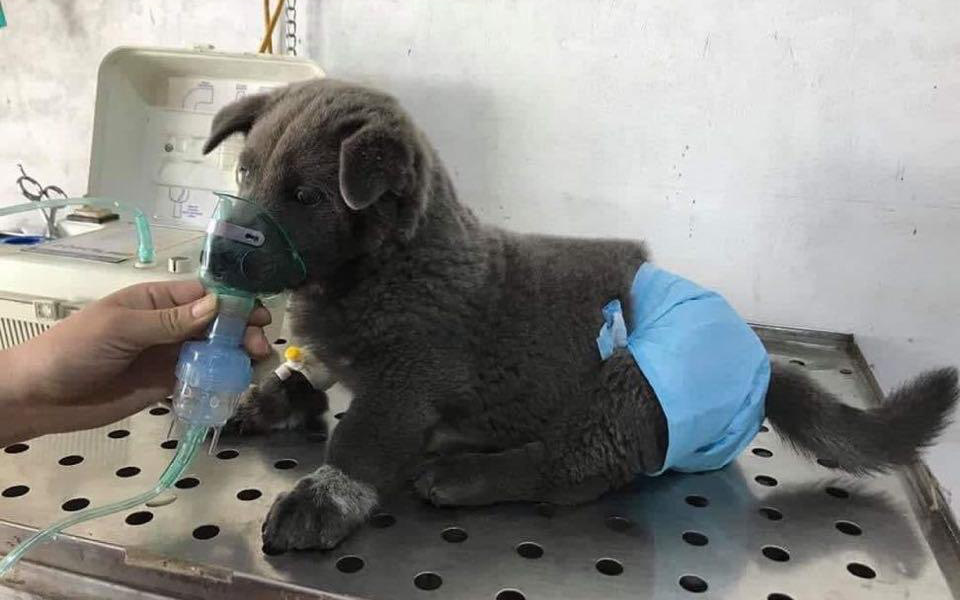 Toàn dân shock nặng với hình ảnh "Hot cún" đẳng cấp toàn cầu Nguyễn Văn Dúi phải thở oxy, bị đồn ốm nặng khó qua khỏi và sự thật được người chủ chia sẻ là gì?
