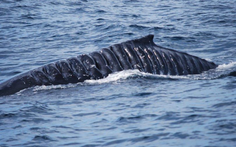 Bị chân vịt tàu thủy chém đến cơ thể đầy tổn thương, con cá voi vẫn sống sót như một điều kì diệu khiến các nhà khoa học ngỡ ngàng
