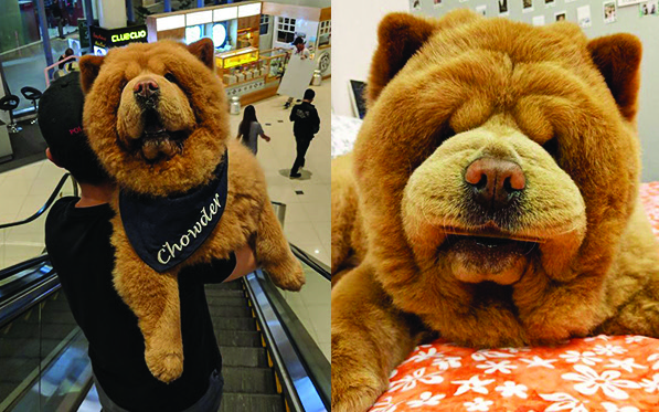 "Gấu chó" béo híp mắt trở thành ngôi sao 430.000 người theo dõi trên Instagram