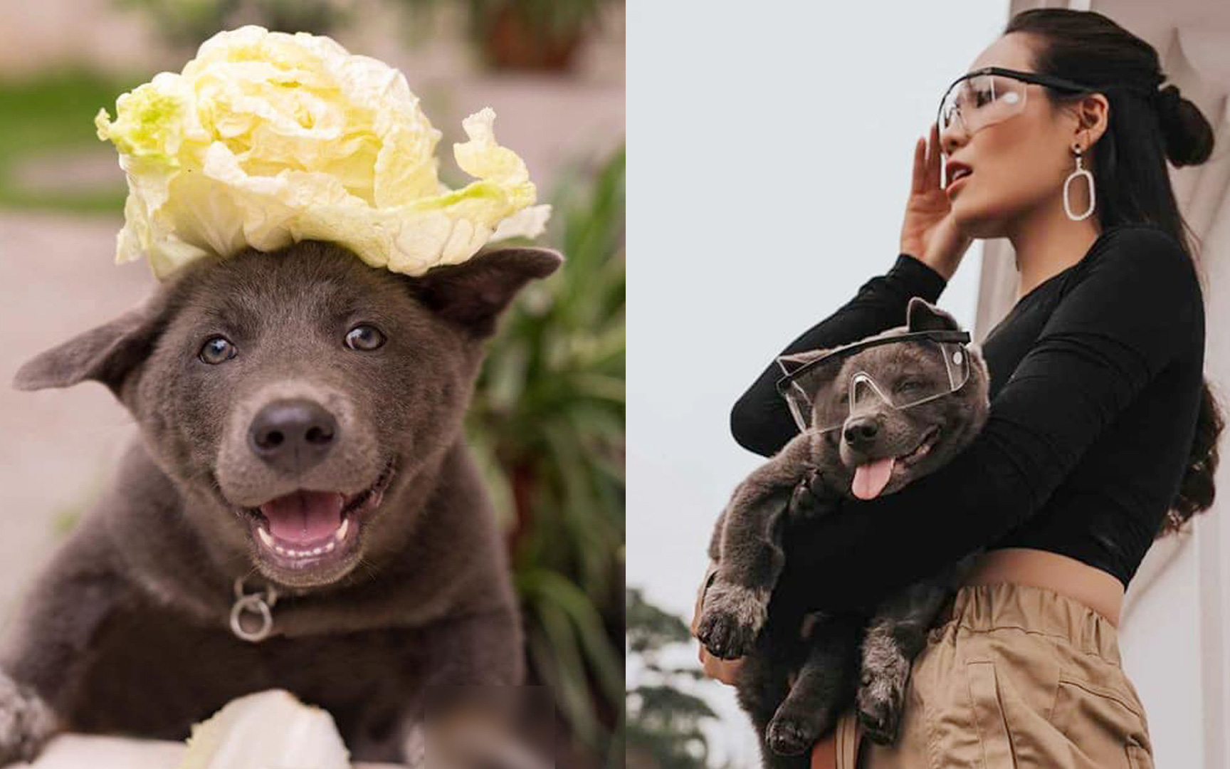 Chú chó Nguyễn Văn Dúi từ hình ảnh nông thôn nay đã chuyển sang thành thị, làm người mẫu ảnh thời trang kiêm luôn “đại sứ rau củ” bằng bộ ảnh siêu xịn
