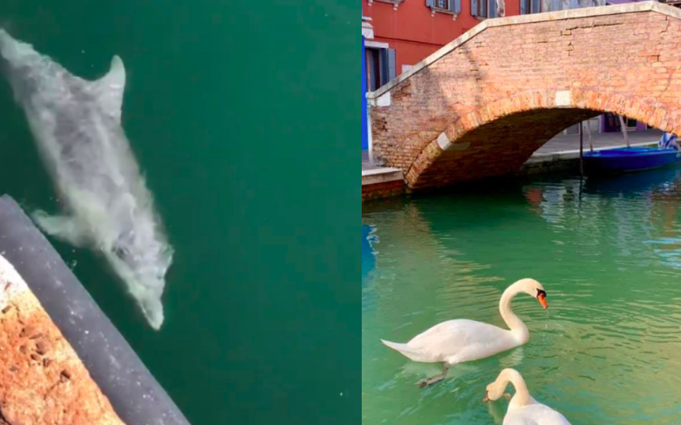 Sự thật về hình ảnh nước Ý sạch đẹp ngỡ ngàng giữa dịch Covid-19, thiên nga và cá heo xuất hiện bơi lội ở kênh đào Venice