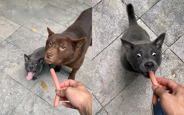Idol Nguyễn Văn Dúi trở mặt nhanh như "lật bánh tráng", tranh ăn xúc xích với chó nâu nhưng biểu cảm của boss kia mới thực sự gây cười!