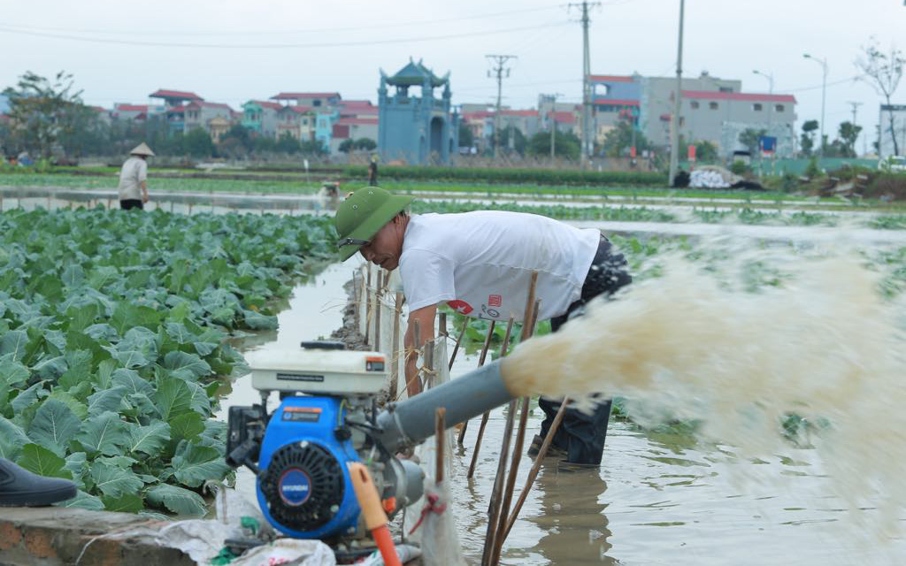 Hà Nội: Trận mưa lúc rạng sáng nhấn chìm nhiều ruộng rau, người dân vừa huy động máy bơm nước vừa tất bật thu hoạch vớt vát tài sản