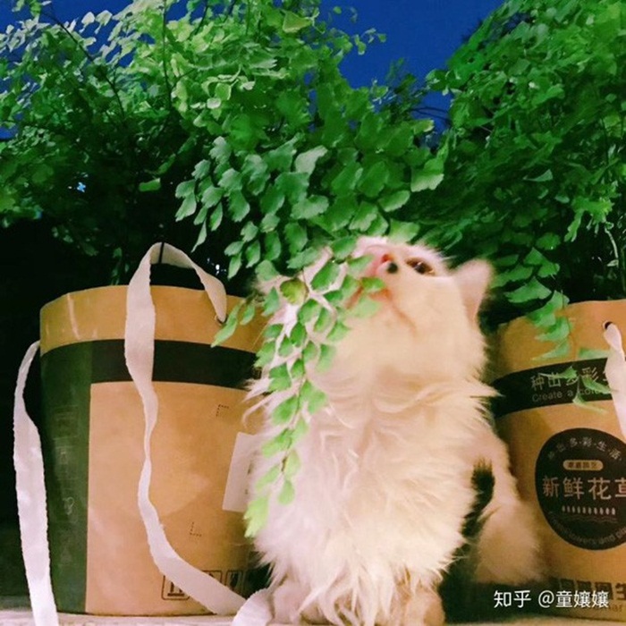 Vì bà bạn trai sắp lên thăm, cô gái lấy động lực biến ban công cũ nát thành góc sống ảo ai nhìn thấy cũng xin chụp ké - Ảnh 9.