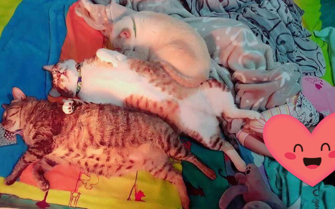 Thấy sen được nghỉ học, &quot;tam ca 3 con mèo béo&quot; kém miếng khó chịu, đã ngủ tranh hết nửa cái giường còn độc chiếm luôn chiếc quạt sưởi