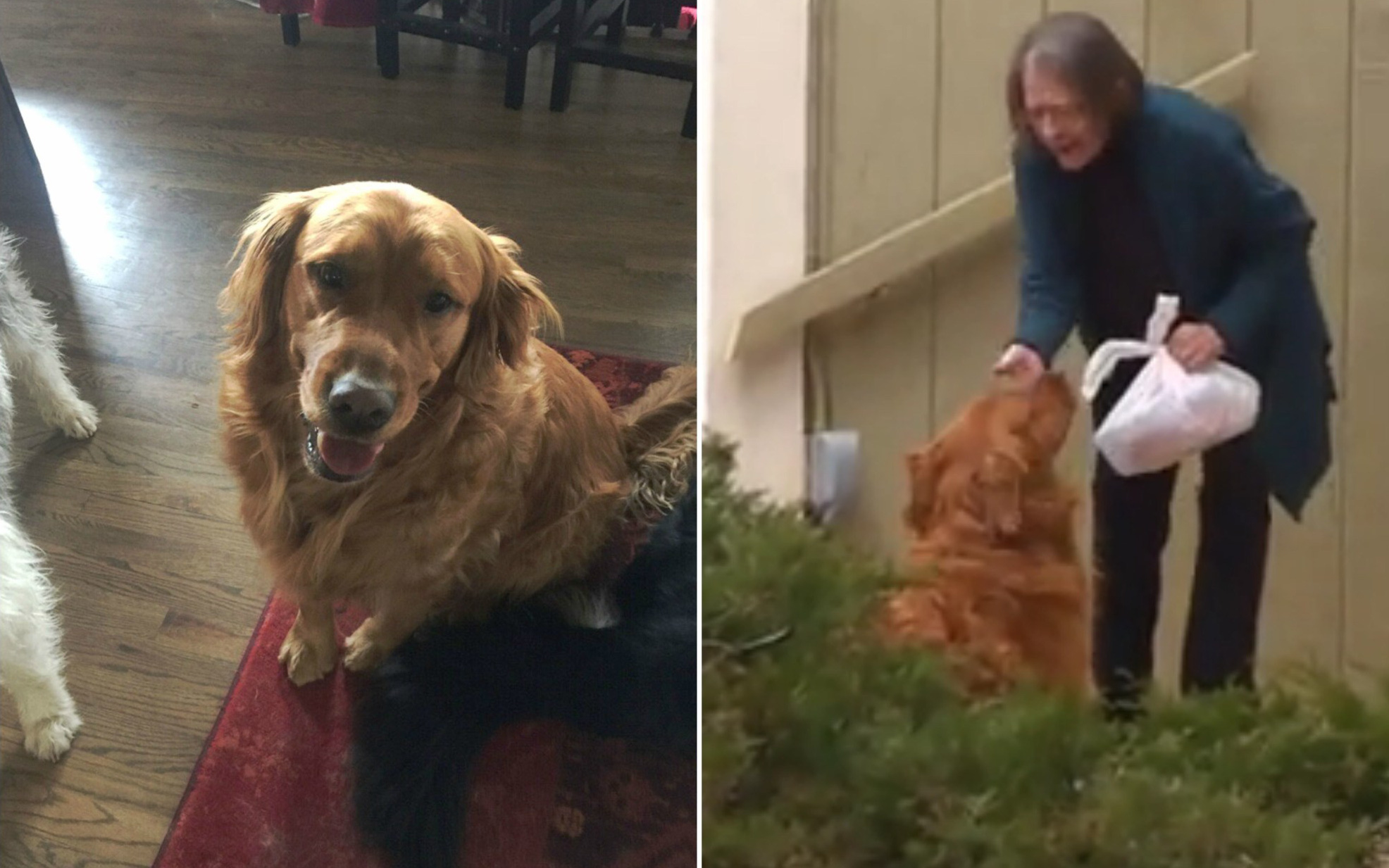 Làm shipper cho cụ bà ốm yếu tự cách ly, chó golden được dân mạng tôn làm "anh hùng 4 chân"