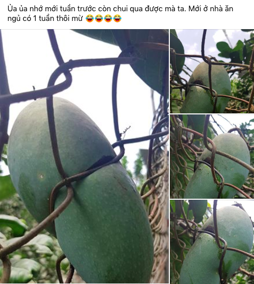 Không chỉ "Ghét Bếp Không Nghiện Nhà", "Ở Nhà Vui Thấy Bà" vừa ra mắt cũng đang gây "bão" trong dịch Covid-19 - Ảnh 11.