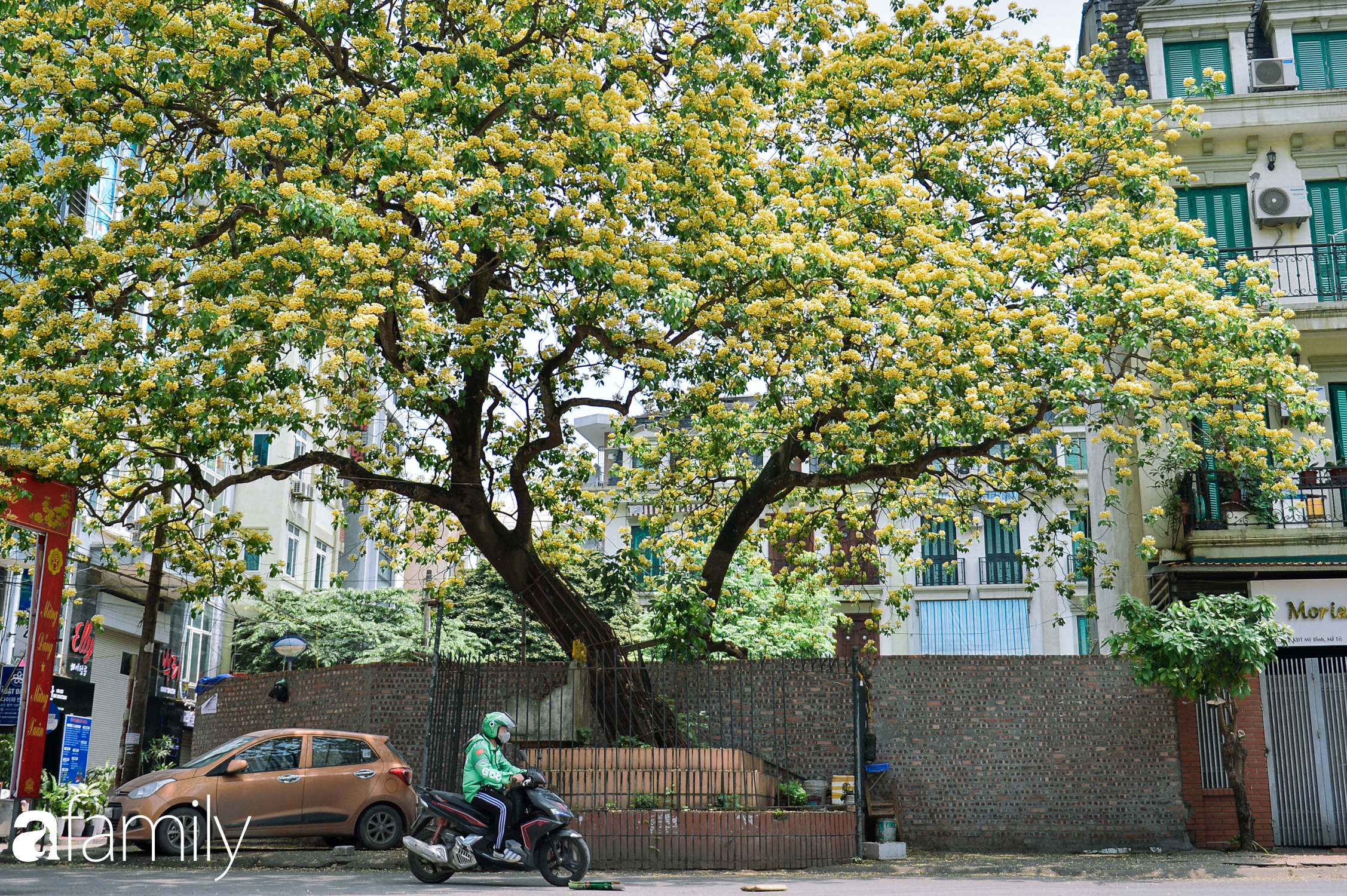 Đứng lặng trước vẻ đẹp của cây hoa bún duy nhất tại Hà Nội, làm "bảo vật" cho làng cổ suốt 300 năm hiếm nơi đâu có được - Ảnh 4.