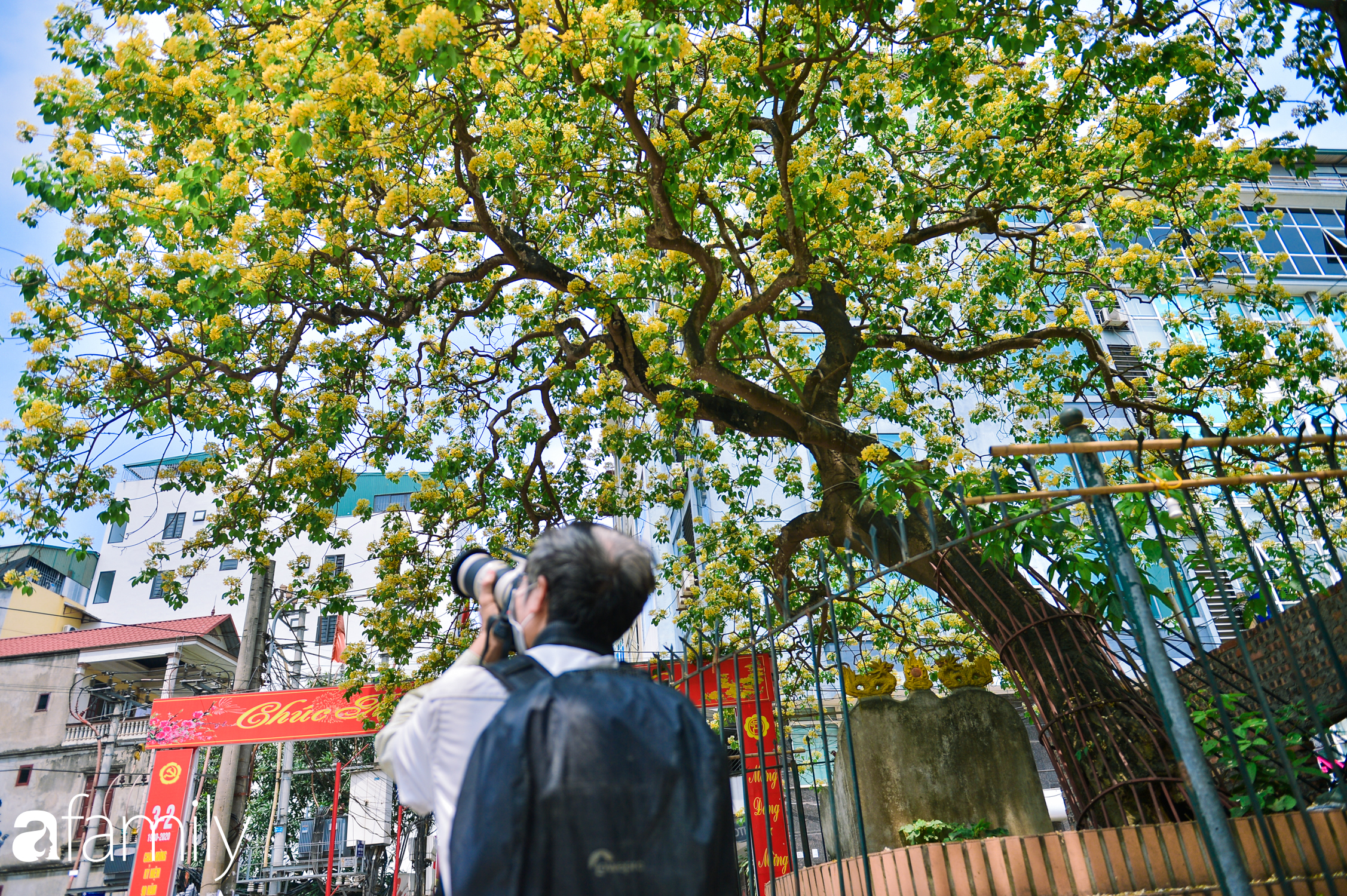 Đứng lặng trước vẻ đẹp của cây Hoa Bún duy nhất tại Hà Nội, làm "bảo vật" cho làng cổ suốt 300 năm hiếm nơi đâu có được - Ảnh 8.