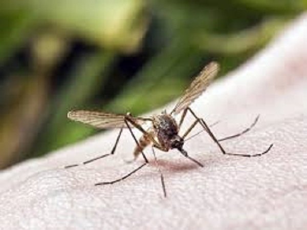 Ngoài Covid-19, 15 loại virus gây chết người này trong lịch sử đã khiến nhân loại phải rúng động - Ảnh 7.