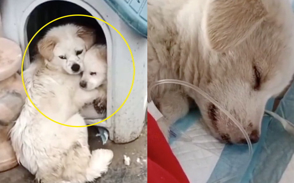 Chó con bị bệnh nặng, chó mẹ dùng hai chân trước ôm con với ánh mắt đau thương khiến mọi người phải cảm thán: “Tình mẫu tử vô biên"