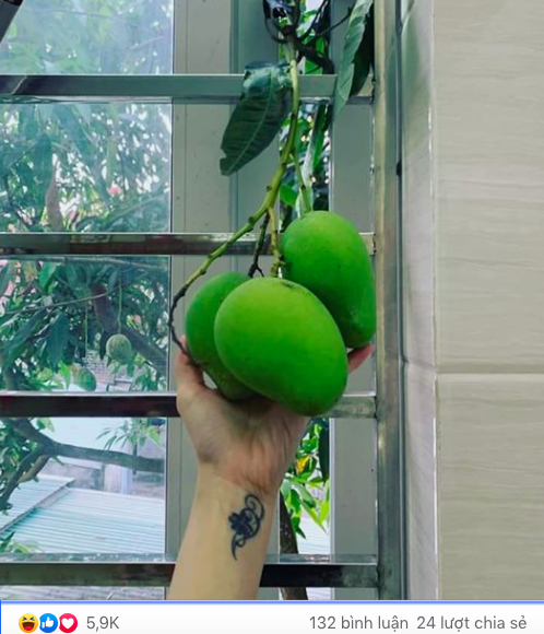 Cạn lời trước kiểu mọc "mời anh xơi" của cây nhà hàng xóm khiến gia chủ đành... "thụ lộc" bất đắc dĩ - Ảnh 1.
