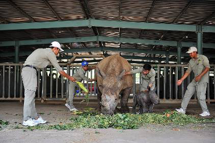 Vinpearl Safari chào đón tê giác thứ 3 chào đời - Ảnh 6.