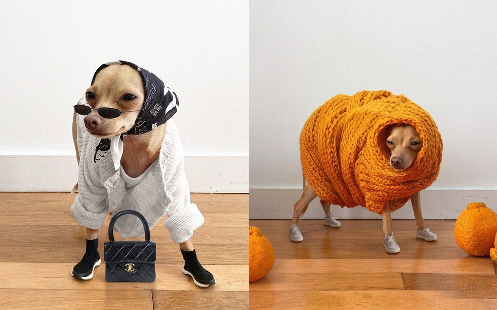 Gặp gỡ chú chó Chihuahua sành điệu nhất thế giới:  Diện đồ hiệu như fashionista thực thụ và có gần 100.000 người hâm mộ trên mạng xã hội